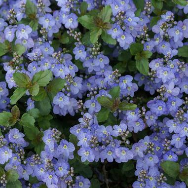 A cluster of small, light purple flowers with yellow centers and green leaves, densely packed together, creating a vibrant, colorful ground cover.