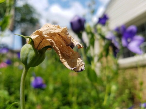 A close-up of a wilted flower with dry, brown petals, set against a blurry background of purple flowers and greenery on a sunny day.