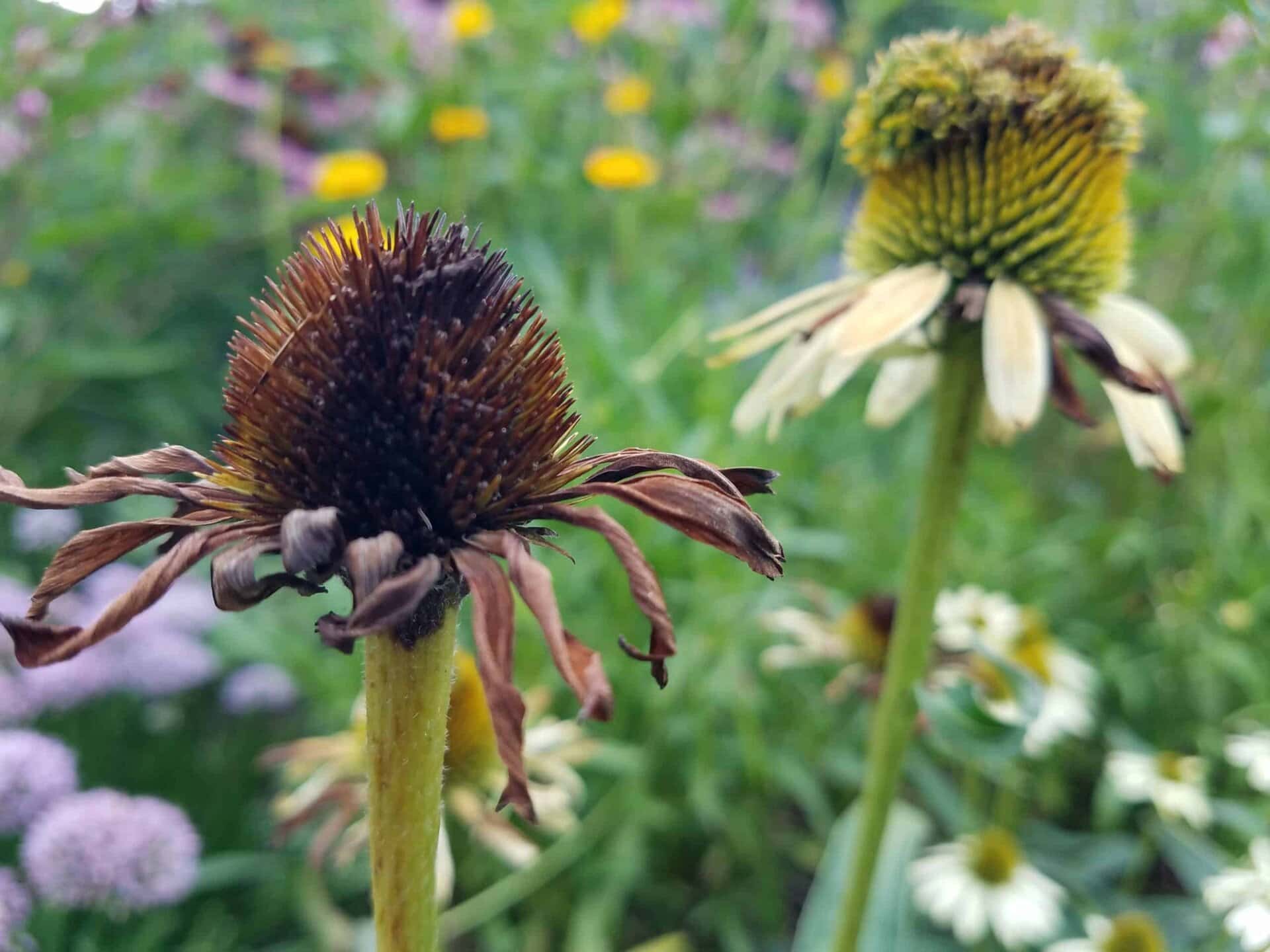 Two wilted coneflowers with brown, dying petals are in focus, set against a blurred background of green foliage and yellow, purple, and white wildflowers.