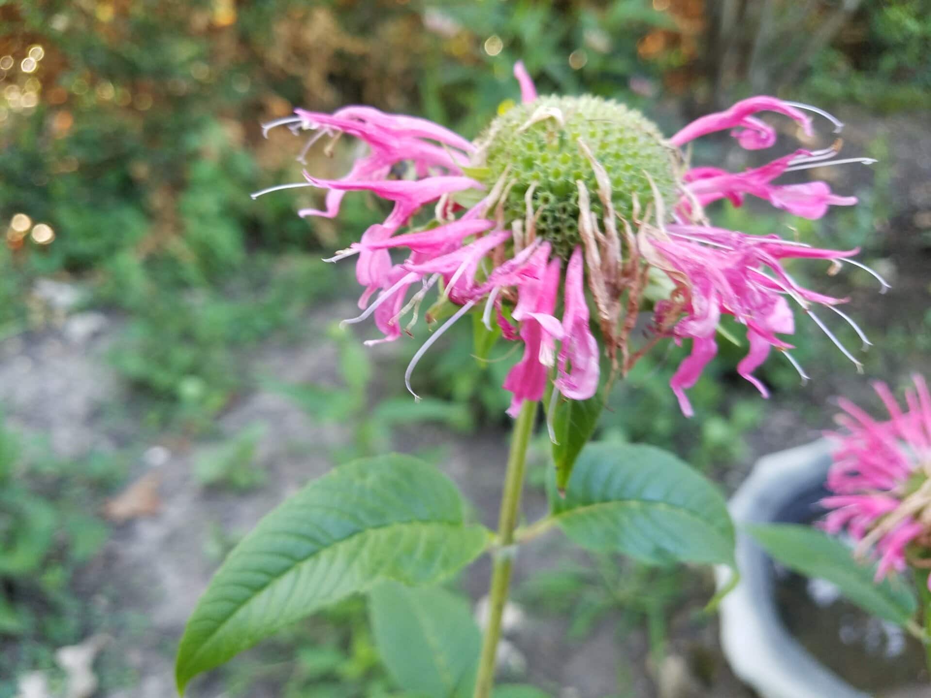 A close-up of a pink, spiky wildflower with green leaves, taken outdoors. The background shows blurred greenery and another flower, with a soft focus effect.