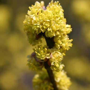 A close-up of a yellow flower cluster with small, densely packed blossoms on a blurred background of similar yellow flowers.