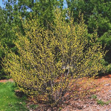 A shrub with thin branches covered in tiny yellow buds stands on a mulch bed, surrounded by green grass and pine trees in the background under daylight.