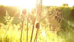 A spider web glistens in the sunlight among tall grasses and plants in a bright, sunlit field.