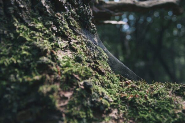 Close-up of a tree trunk covered in green moss with a thin spider web stretching between the bark and moss, set in a shaded forest background.