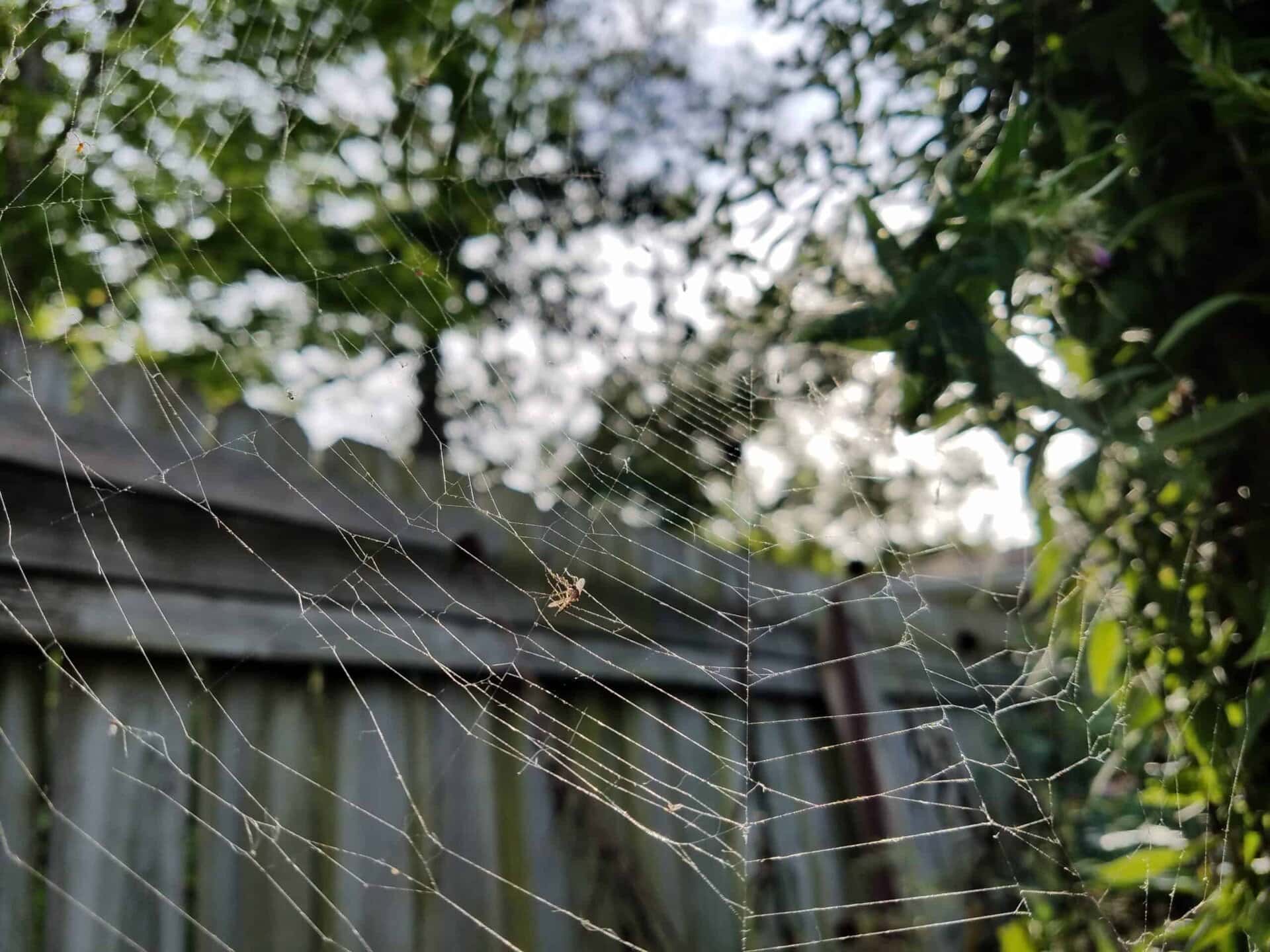A delicate spider web with a small spider sits in front of a wooden fence, surrounded by green foliage and trees, with sunlight filtering through the leaves.