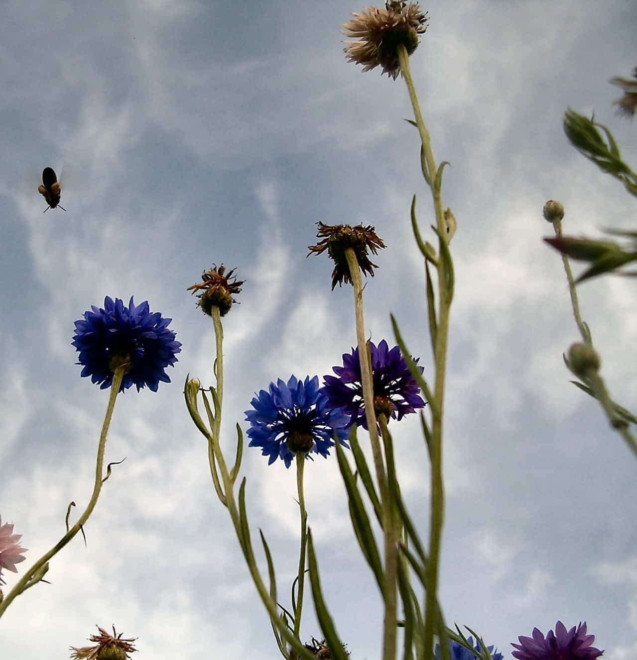 Tall wildflowers with purple and blue petals reach toward a cloudy sky, seen from a low angle. A bee hovers in the upper left, and some flowers appear wilted. The scene has a natural, tranquil atmosphere.