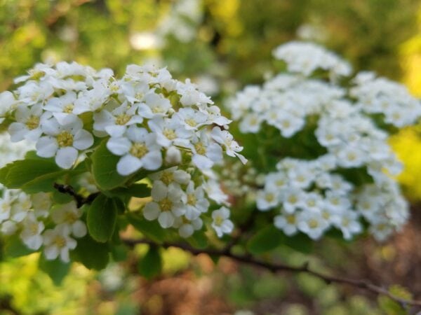Close-up of clusters of small white flowers with green leaves, with some flowers in focus and others blurred in the background. Bright natural outdoor lighting.