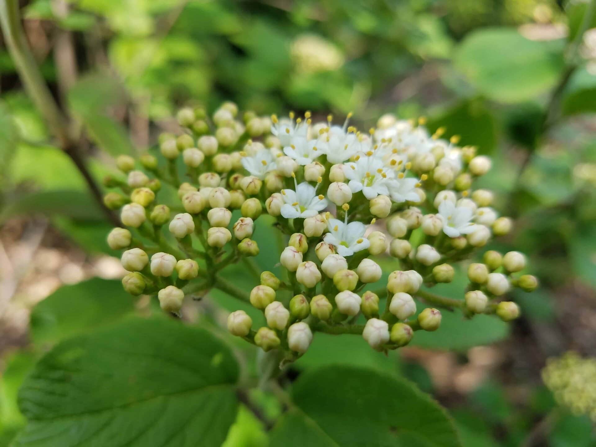 A close-up of a cluster of small white flowers surrounded by numerous pale buds and green leaves, with a blurred green background.