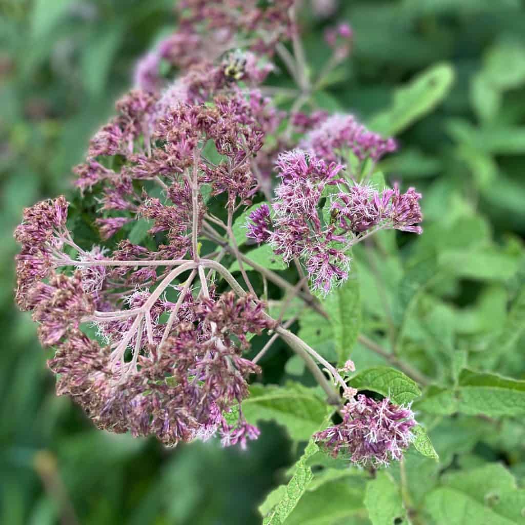 Close-up of a cluster of light purple wildflowers with delicate petals and green leaves, set against a blurred green background.