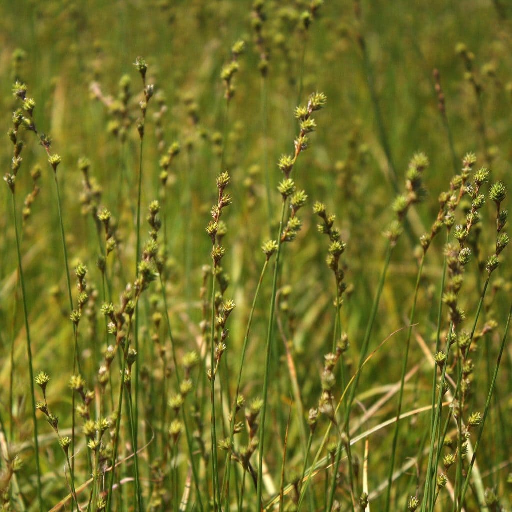Tall, green grass-like plants with small yellowish flower clusters grow densely in a sunlit meadow. The background is blurred, emphasizing the wild vegetation.