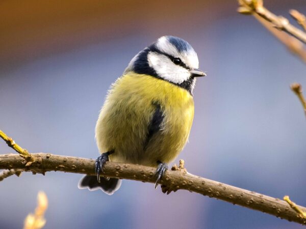A small bird with yellow and blue feathers perches on a branch, facing slightly right. The background is blurred, highlighting the birds details.