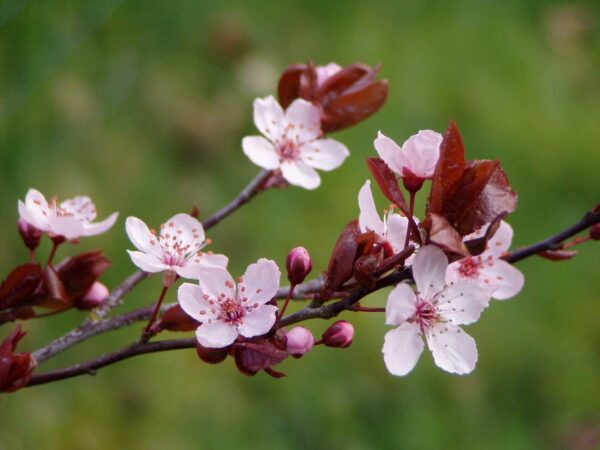 A close-up of pink cherry blossoms and buds on a branch, with reddish-brown leaves and a blurred green background.