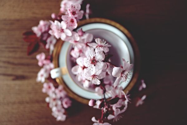 A branch of pink cherry blossoms rests elegantly across the rim of a white teacup with a gold border, placed on a wooden surface.