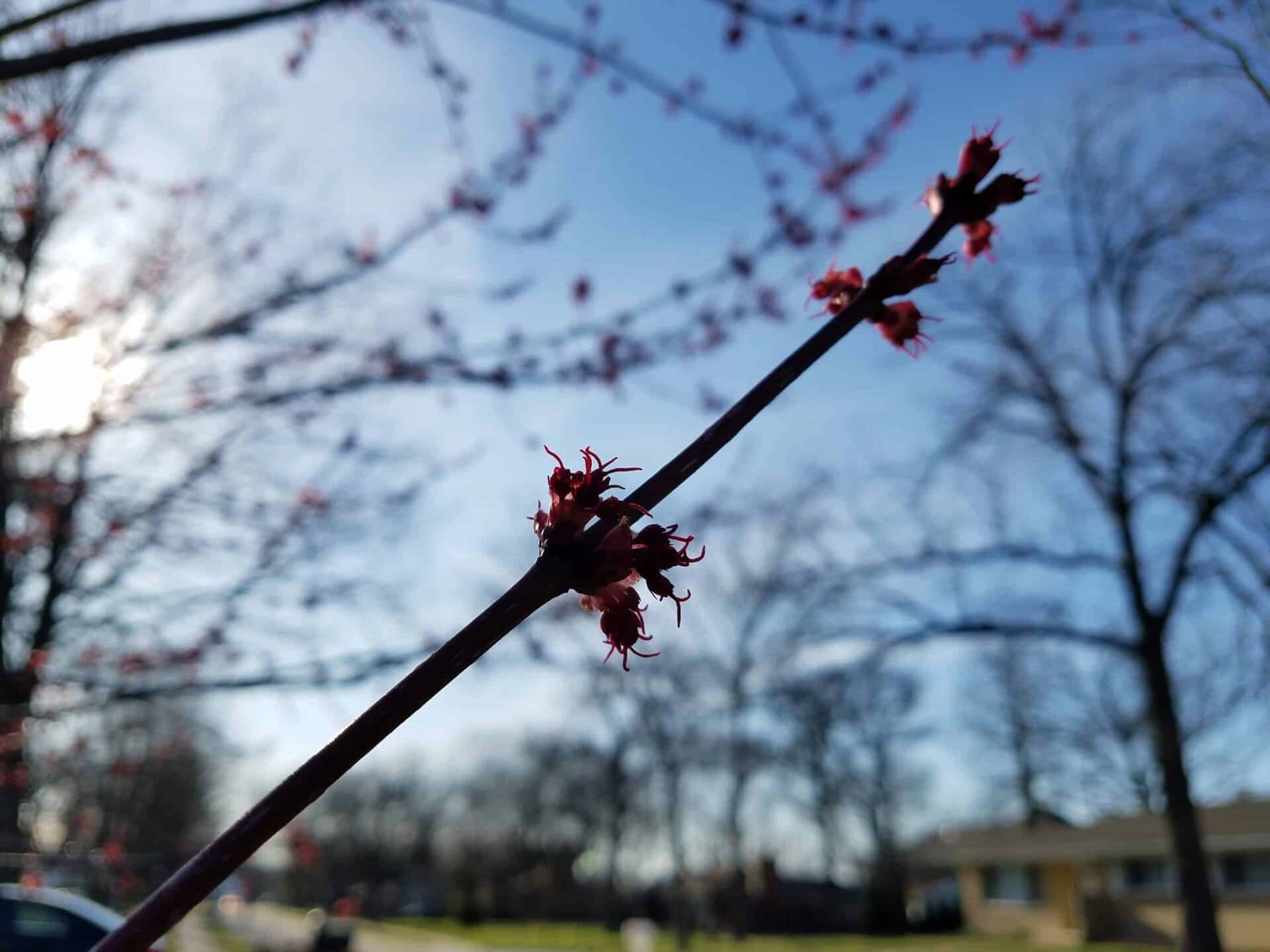 A close-up of budding red flowers on a branch, with trees, houses, and a partly cloudy blue sky blurred in the background.