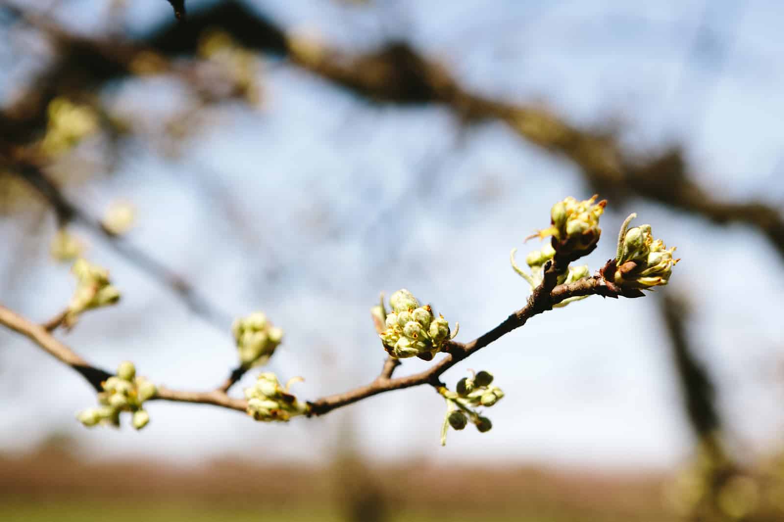 Close-up of a tree branch with small buds beginning to bloom, set against a blurred background of more branches and a blue sky.