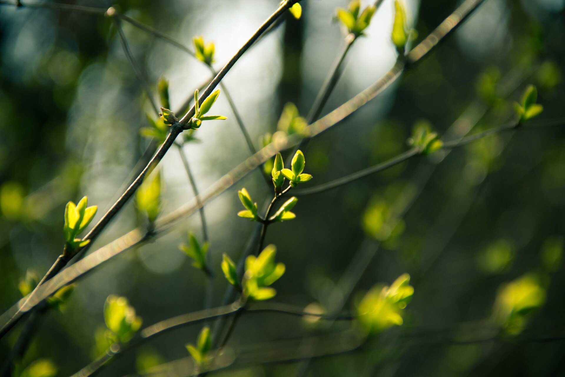 Thin branches with small, fresh green buds and leaves are shown close up, with soft sunlight filtering through a blurred, leafy background.