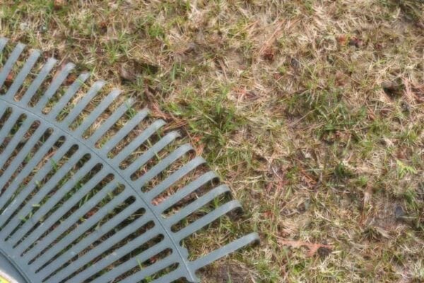 A close-up of a metal rake lies on patchy, brownish-green grass, with some bare spots and scattered pine needles visible on the ground.