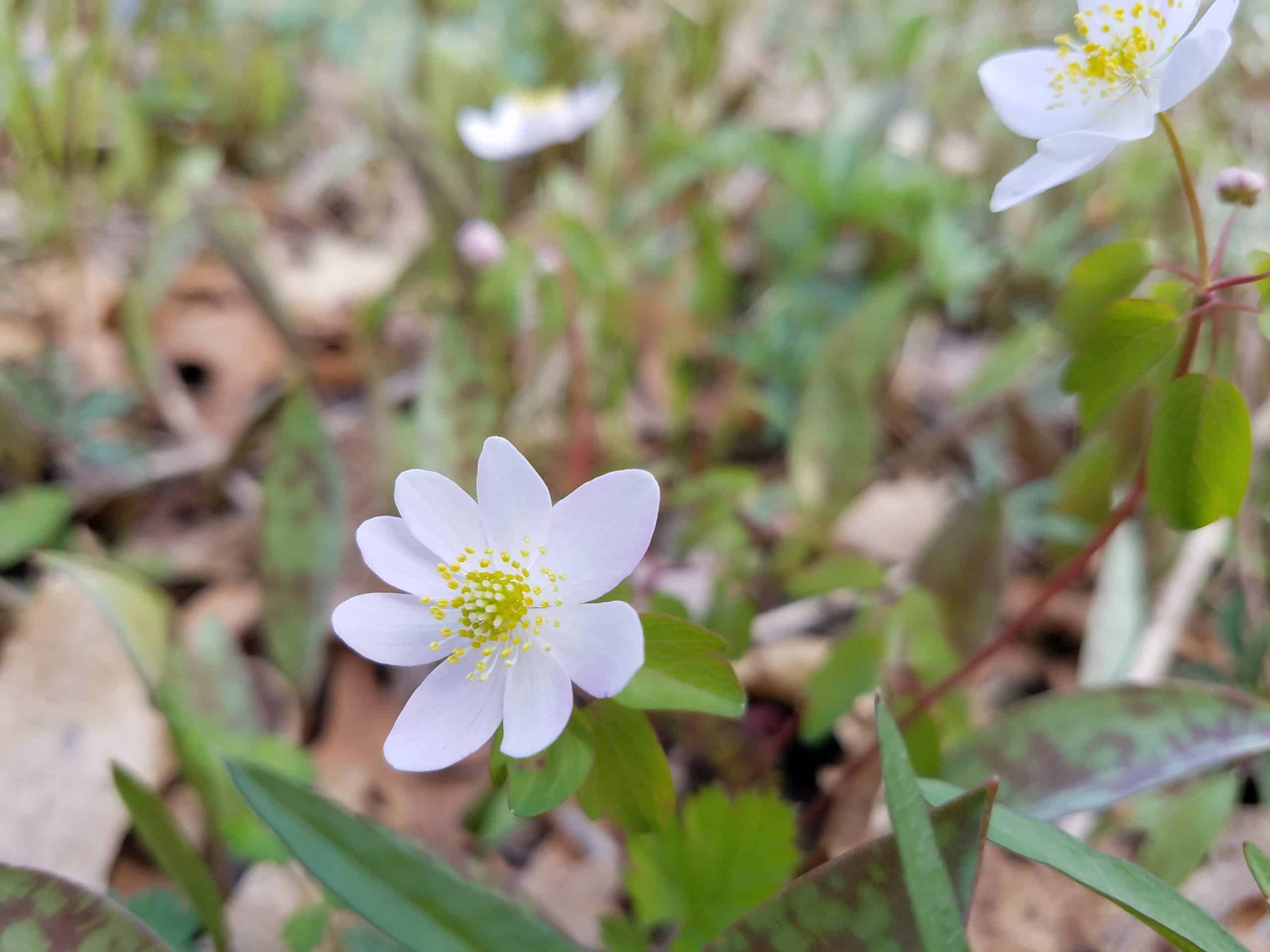 Close-up of a white wildflower with yellow stamens, surrounded by green leaves and blurred foliage in the background.