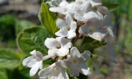 Close-up of small, white flowers with green leaves in the background. The image is brightly lit, highlighting the details of the petals and leaves.