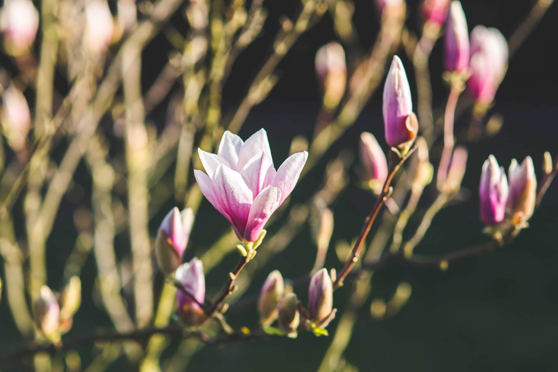 Close-up of blooming pink and white magnolia flowers on thin branches, with a blurred dark green background.
