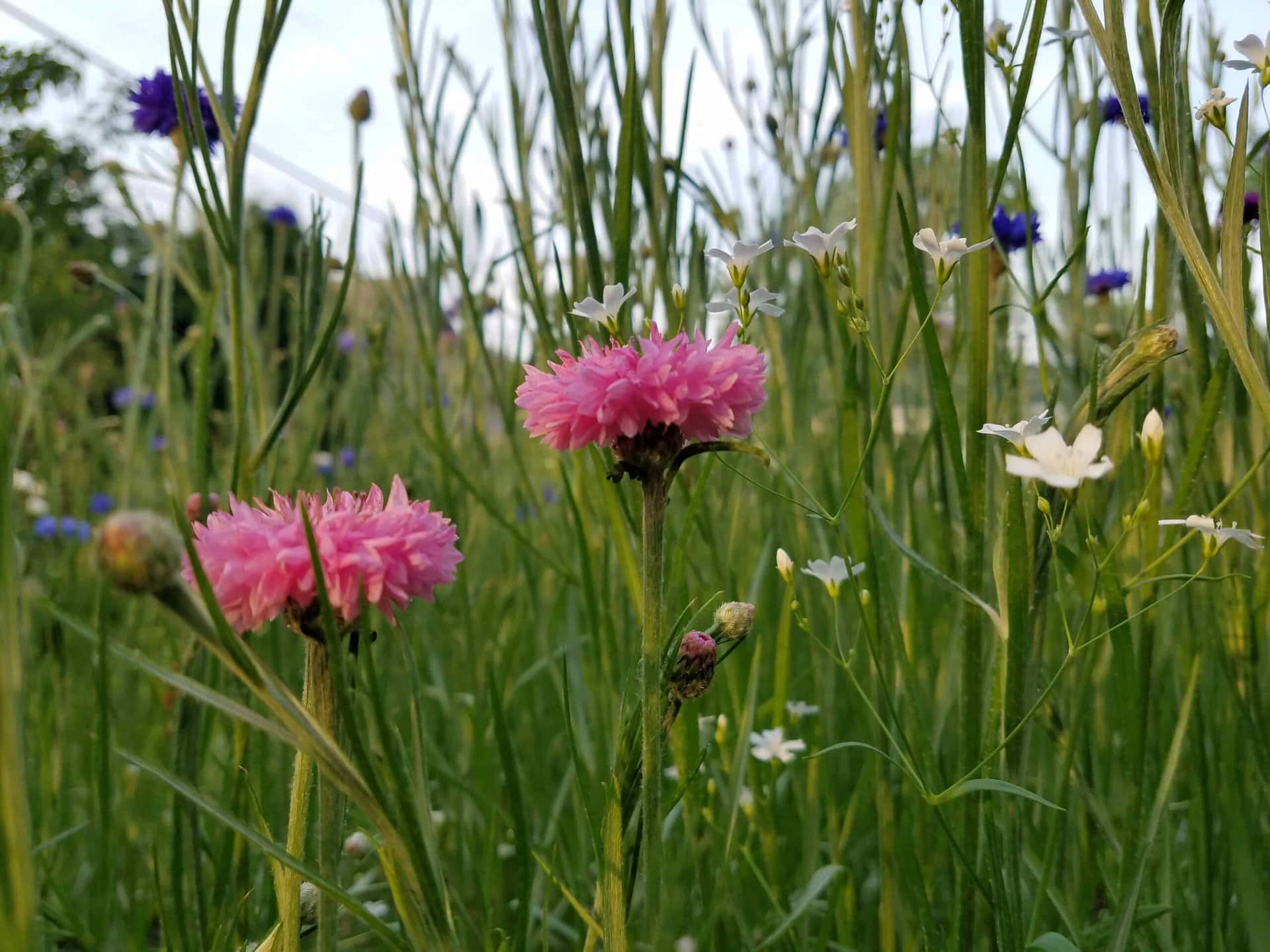 Pink, white, and purple wildflowers bloom among tall green grass in a field, with a softly blurred background suggesting a natural outdoor setting.