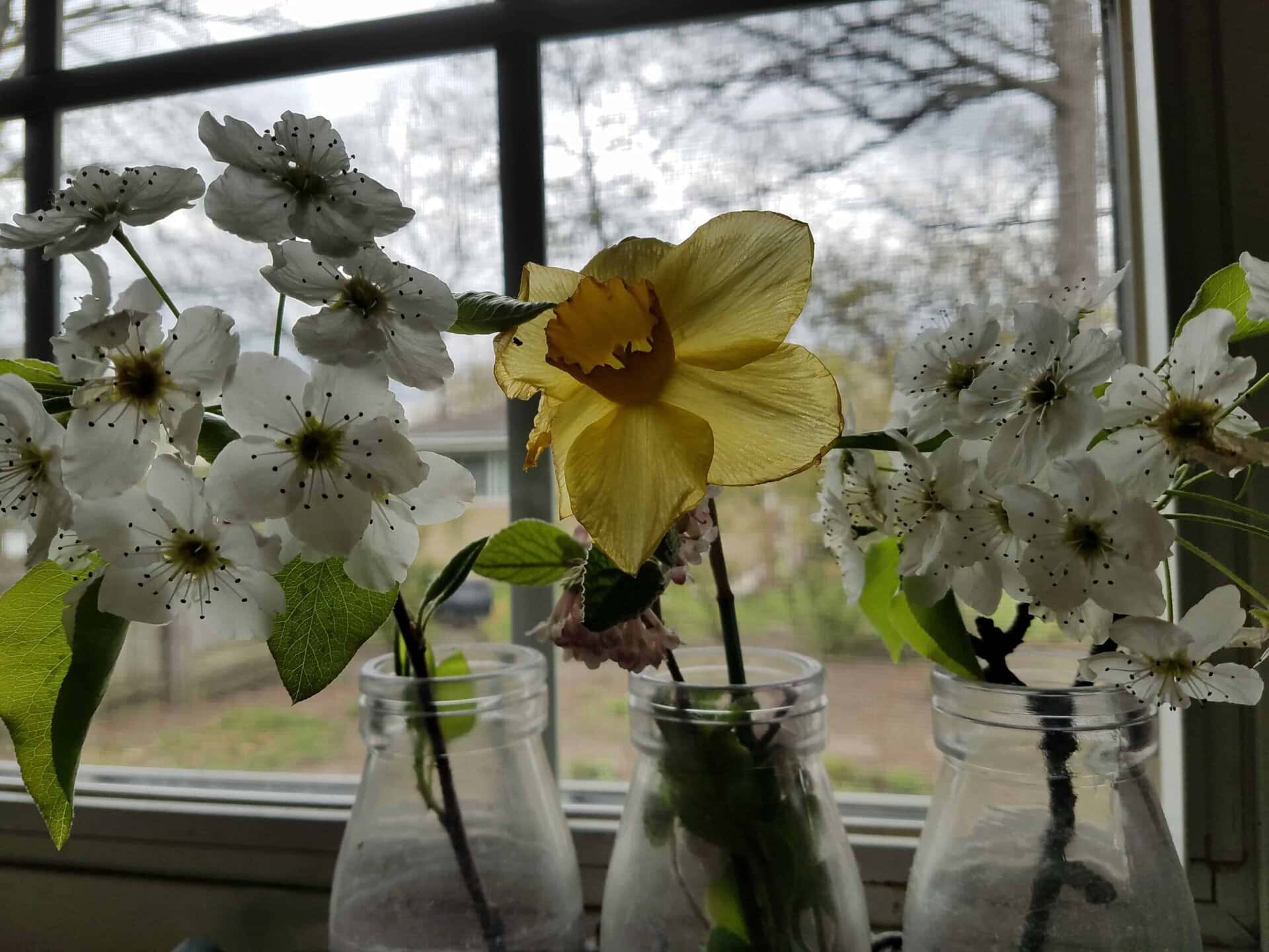 Three glass jars hold clusters of white blossoms and a single yellow daffodil, all set on a windowsill with a blurry outdoor scene and tree branches visible through the window.