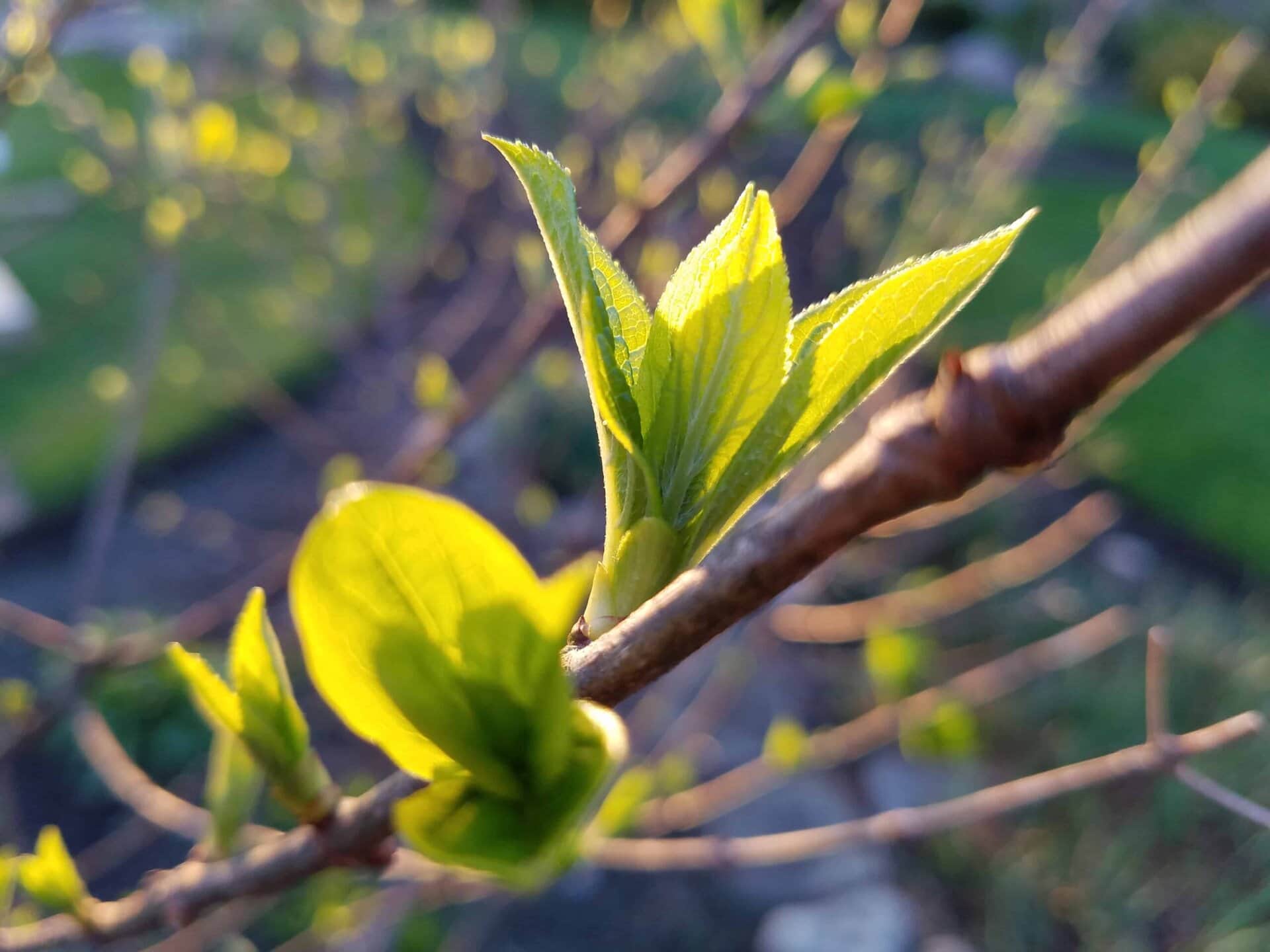 Close-up of a tree branch with fresh green leaves budding in sunlight, with a blurred background of greenery.