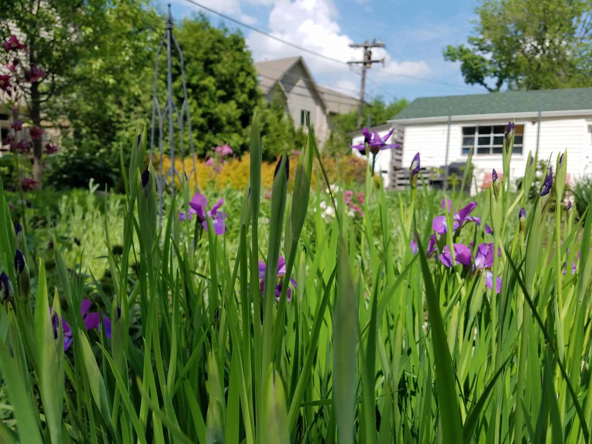 Close-up of tall green grass and purple flowers in a garden, with a white house, trees, and blue sky visible in the background.