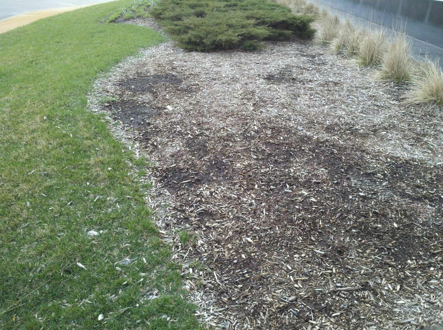 A patch of green grass borders an area covered with brown mulch and sparse vegetation, with bushes and ornamental grasses along the edge.