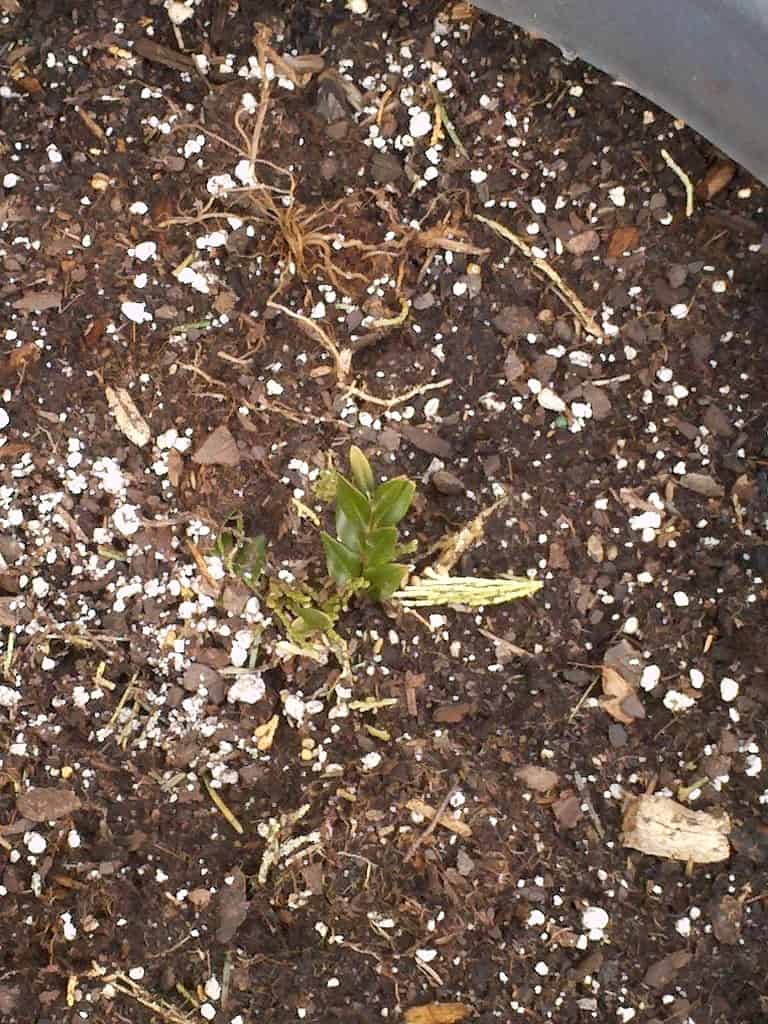 A small green seedling with a few leaves is growing in dark soil, surrounded by bits of mulch and white perlite.