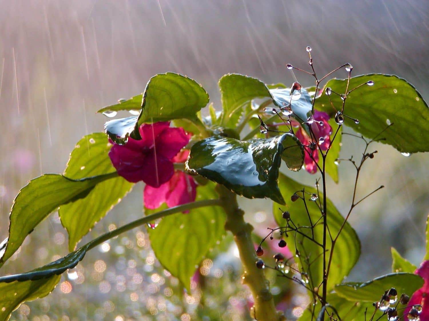 Pink flowers and green leaves covered in water droplets glisten in soft sunlight as rain falls gently around them, creating a fresh, vibrant, and serene garden scene.
