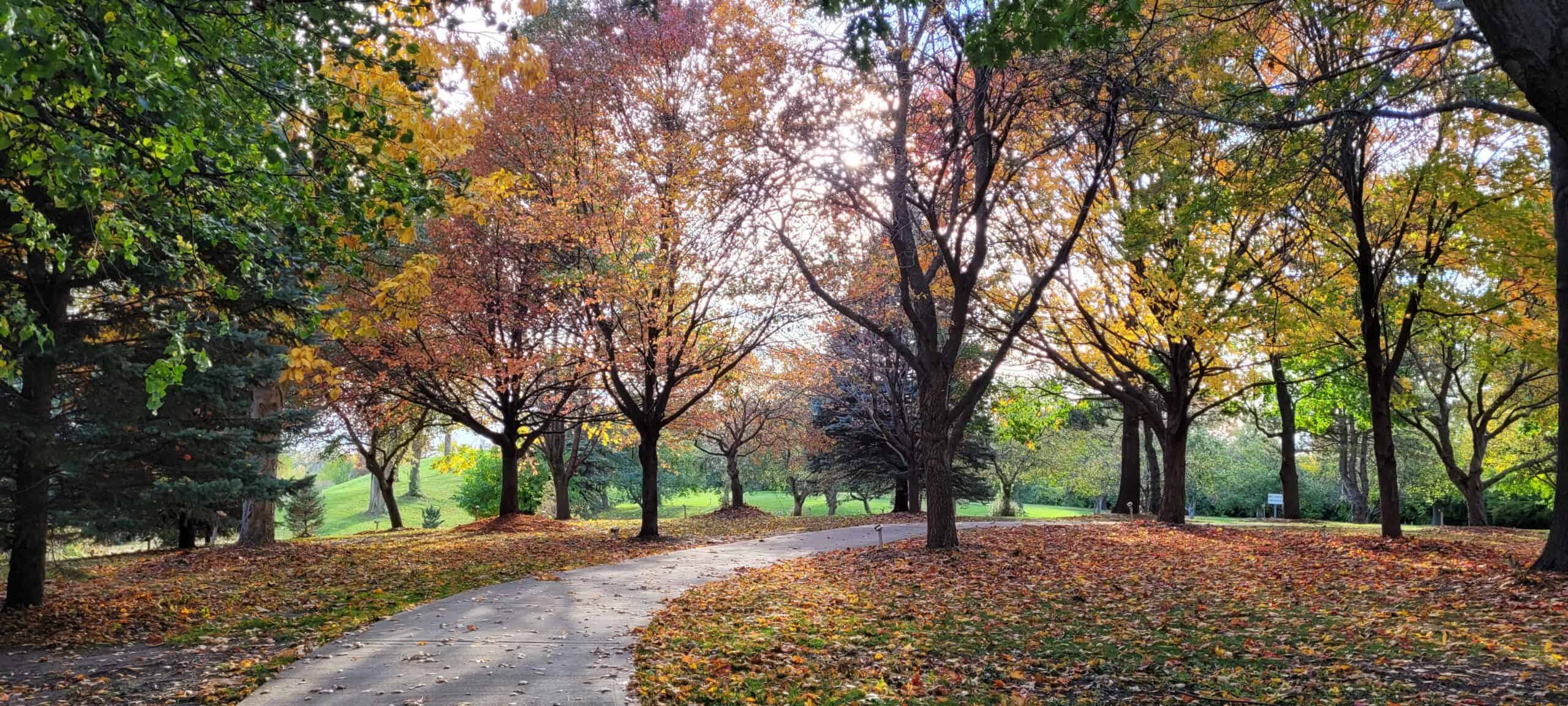 A winding path curves through a park with trees showcasing autumn colors. Fallen leaves cover the ground, and sunlight filters through the branches.