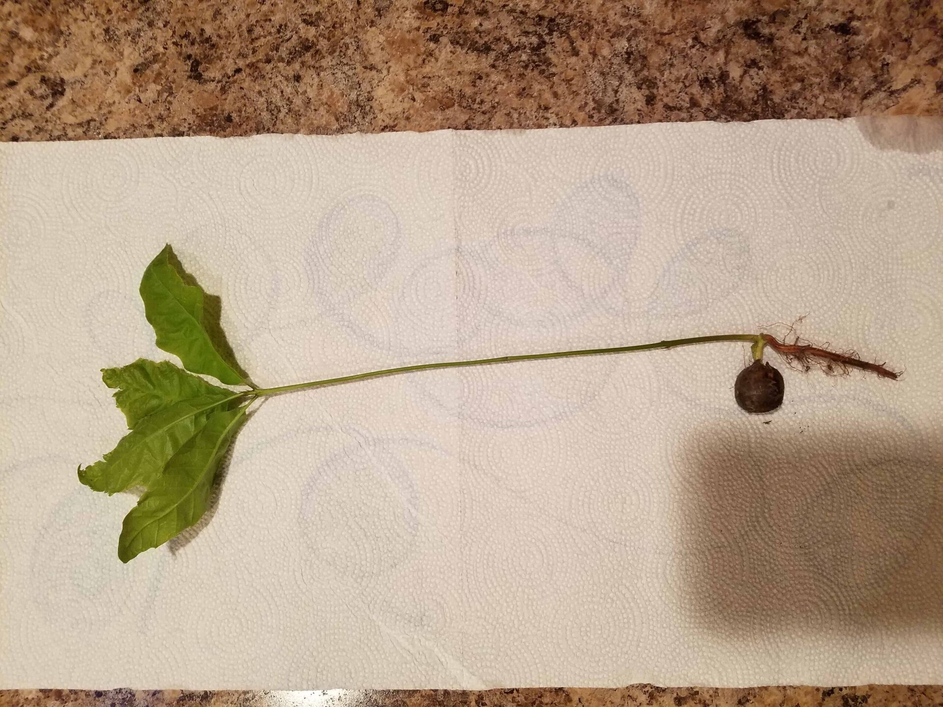 A small plant with green leaves, a long stem, and a round dark root lies on a white paper towel on a brown countertop.