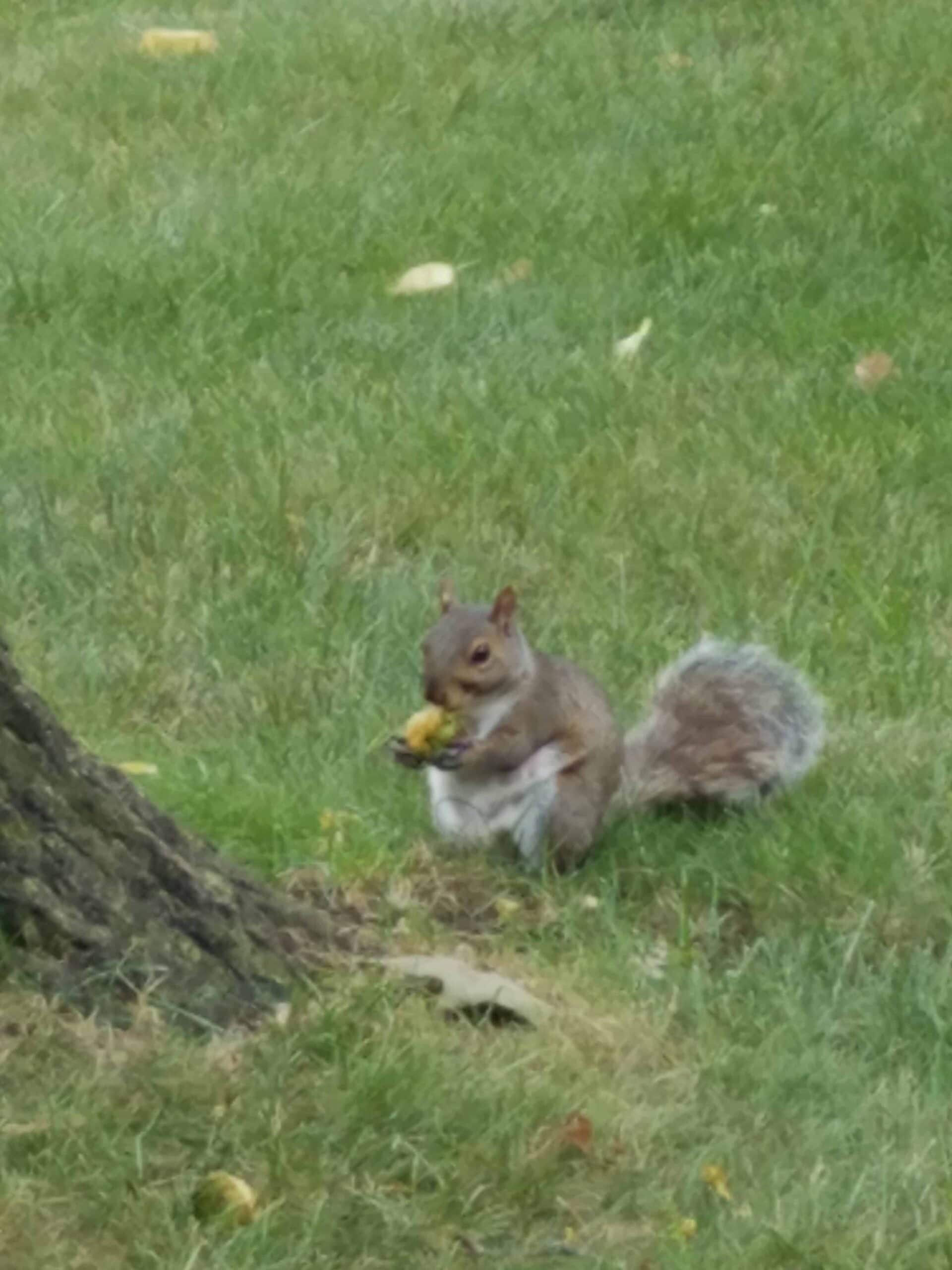 A gray squirrel sits on grass near a tree trunk, holding and eating a yellow object, possibly a fruit or nut.