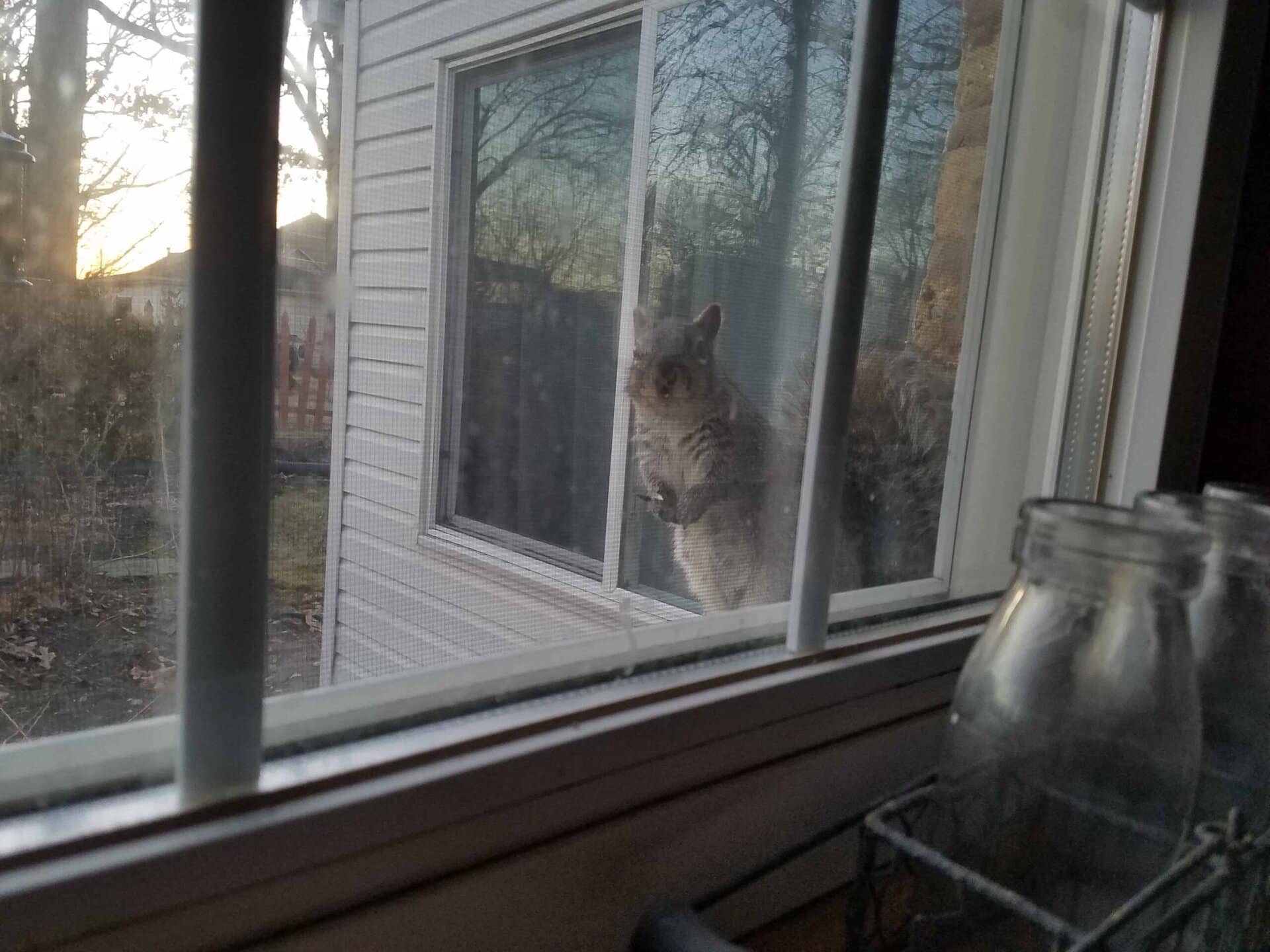 A squirrel sits on a window ledge outside, looking in through the glass. Trees and a house are visible in the background. A few glass jars are inside on the window sill.