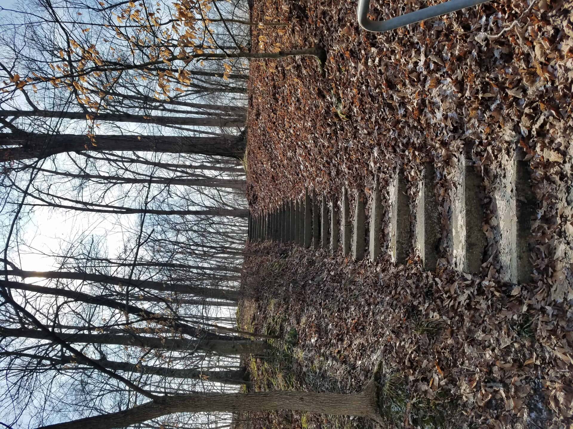 Stone steps covered in fallen autumn leaves lead uphill through a forest of bare trees. A metal handrail is visible on the right, and the sky is cloudy in the background.