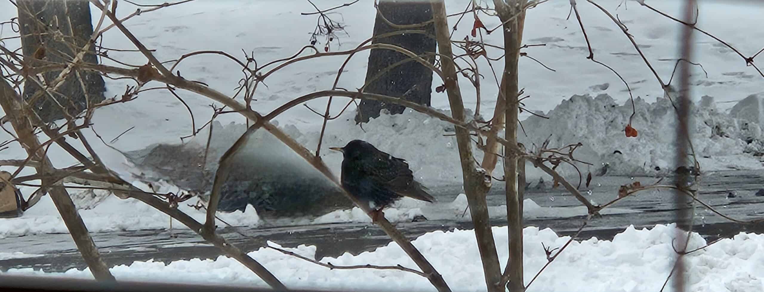 A black bird perches on a snowy branch in winter, with leafless trees and snow-covered ground visible in the background.