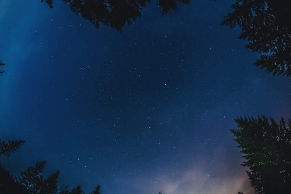 A clear night sky filled with stars, framed by silhouettes of tall trees around the edges.