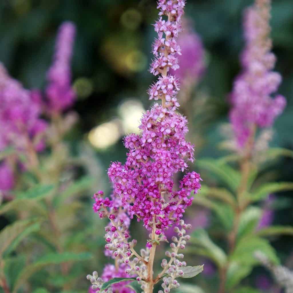 Tall spike of small, clustered pink-purple flowers with green leaves and blurred background.