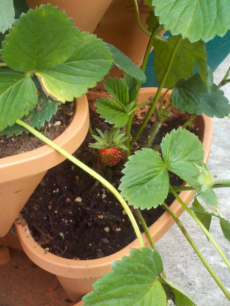 A small, partially ripe strawberry grows in a terracotta pot among green leaves. The plant sits outdoors on a concrete surface.