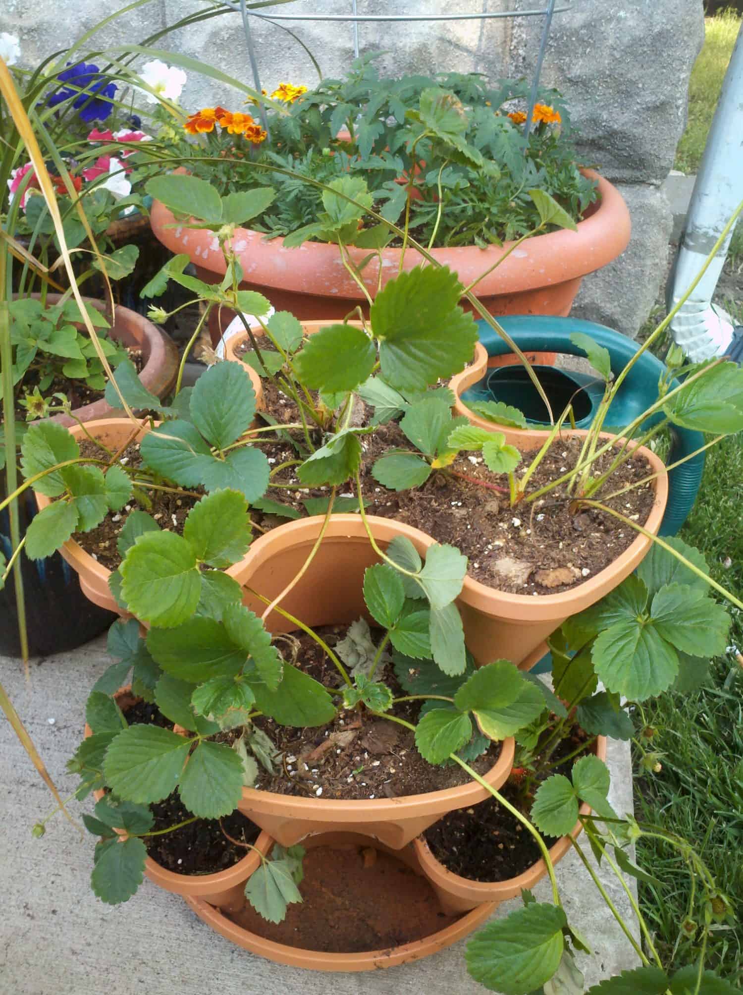 Tiered terracotta pots filled with green strawberry plants are on a concrete surface. In the background are additional potted plants, including marigolds and other flowers, on a grassy area.