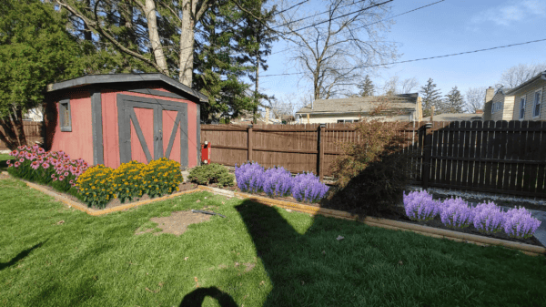 A red shed with black trim stands by a wooden fence, surrounded by purple, yellow, and pink flowers, with green grass and trees in the background on a sunny day.
