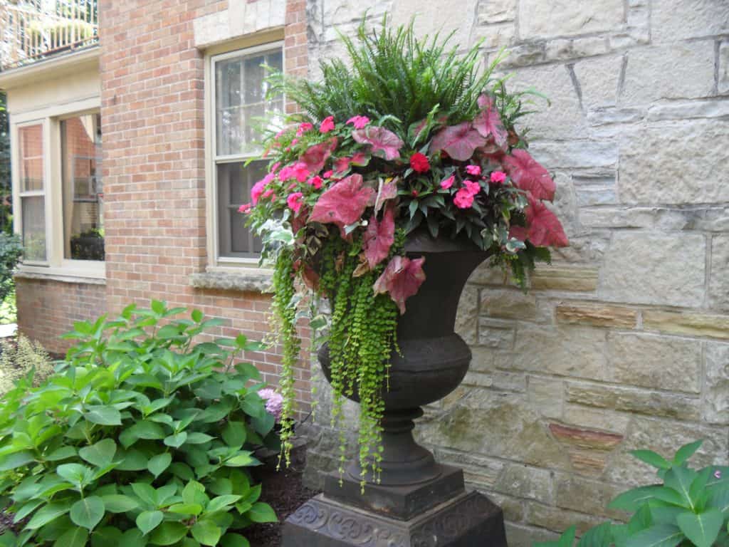 Large black urn planter with lush green ferns, trailing vines, pink flowers, and red caladium leaves, set against a brick and stone house wall with nearby shrubs.