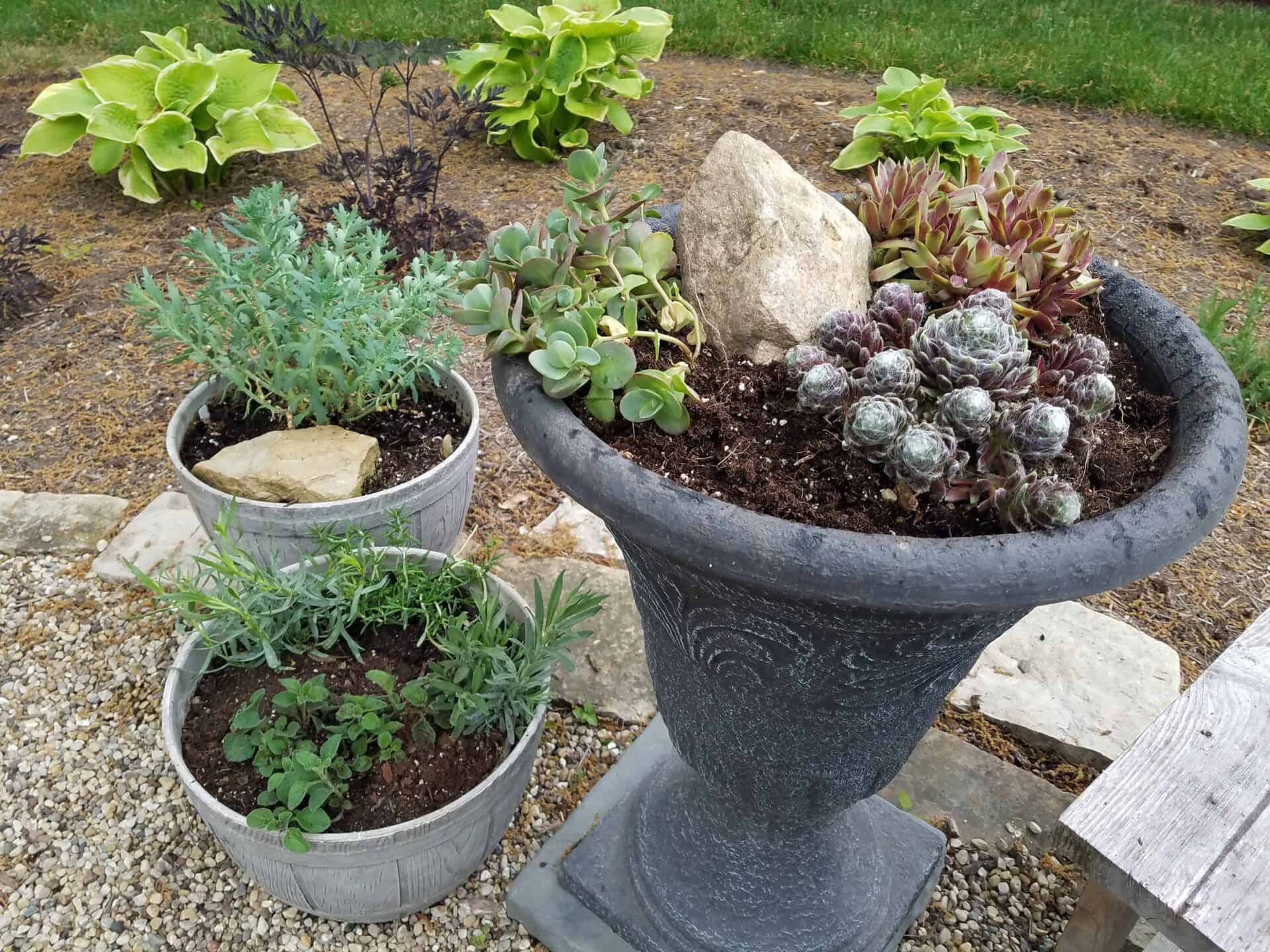 Three pots with various succulents and green plants are arranged outdoors on gravel, with a garden bed of hostas and mulch in the background. One large stone sits among the succulents in the tallest pot.