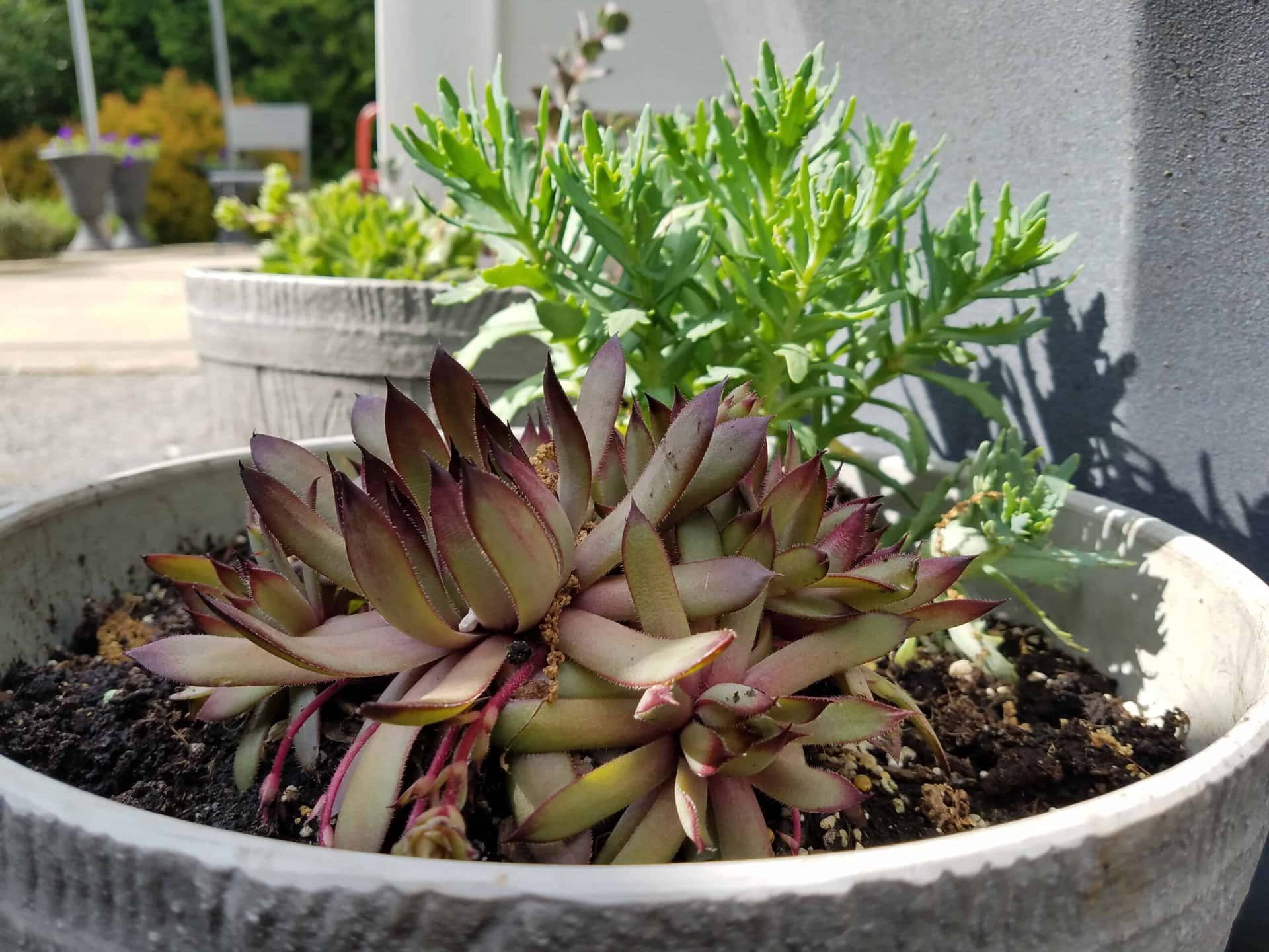 A close-up of a potted succulent plant with thick, pointed leaves in a gray planter. Sunlight highlights the plant, and more potted plants and greenery are visible in the background.