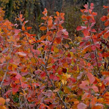 Dense shrubs with red and orange autumn leaves fill the image, creating a rich, colorful foliage scene. The background is slightly blurred, emphasizing the vibrant colors of the leaves in the foreground.