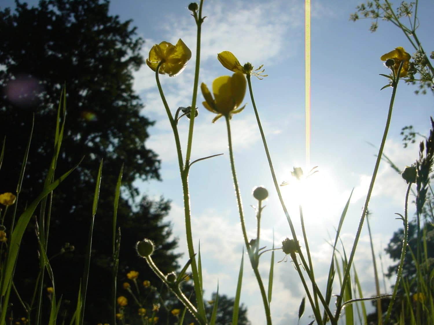 Yellow wildflowers and tall grass are photographed from a low angle, backlit by the sun against a blue sky with scattered clouds and a dark silhouette of trees in the background.