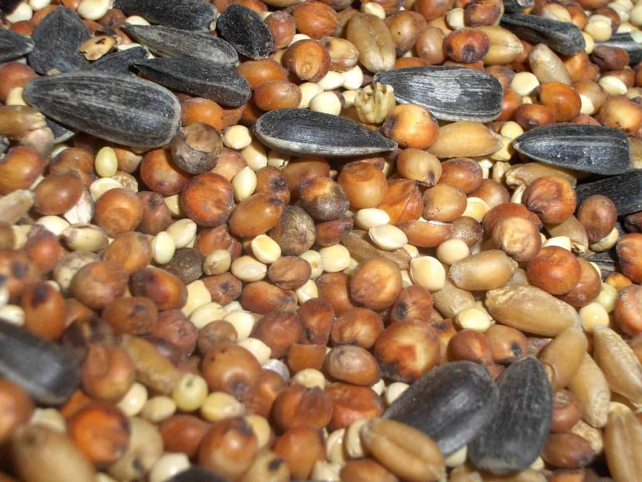A close-up of a mixed pile of bird seeds, including sunflower seeds, millet, sorghum, and other small grains in various shades of brown, tan, and black.