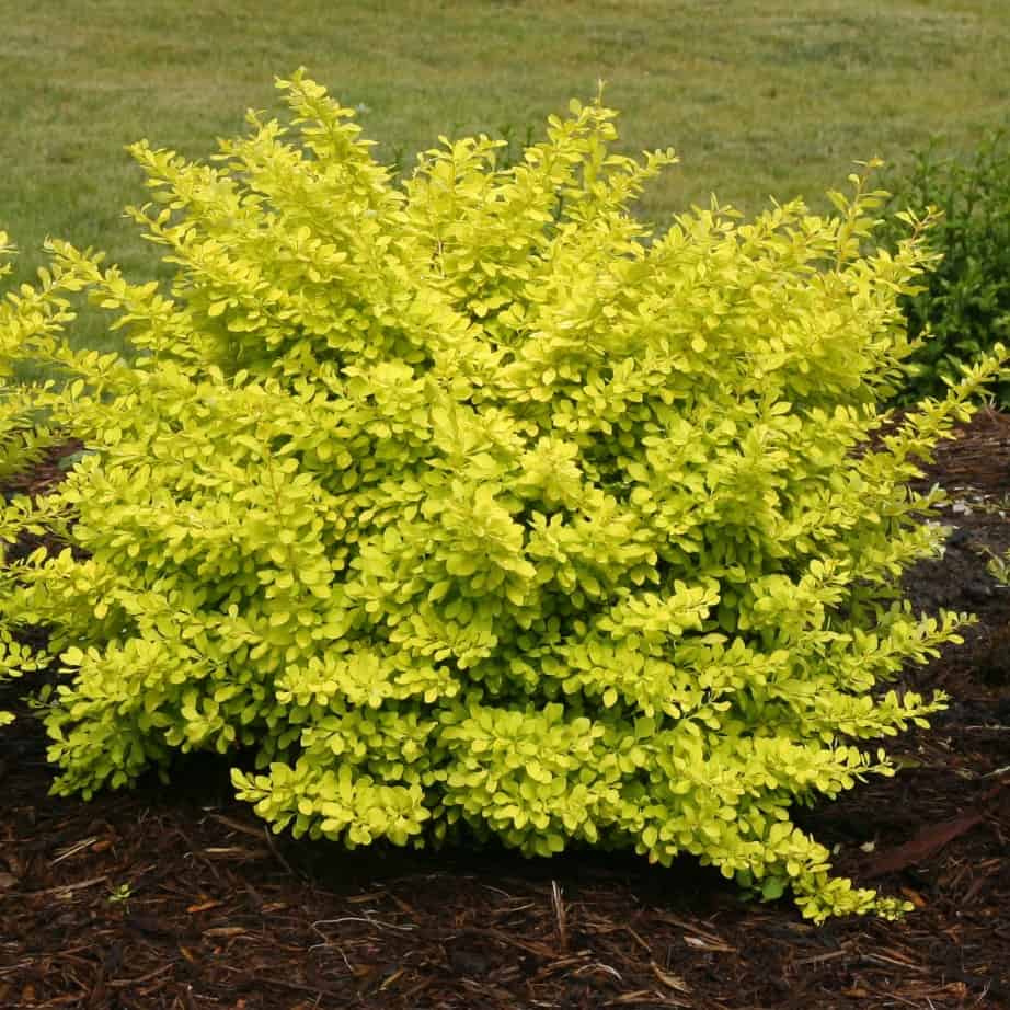 A dense, round shrub with bright yellow-green leaves growing in a mulched garden bed, with grass visible in the background.