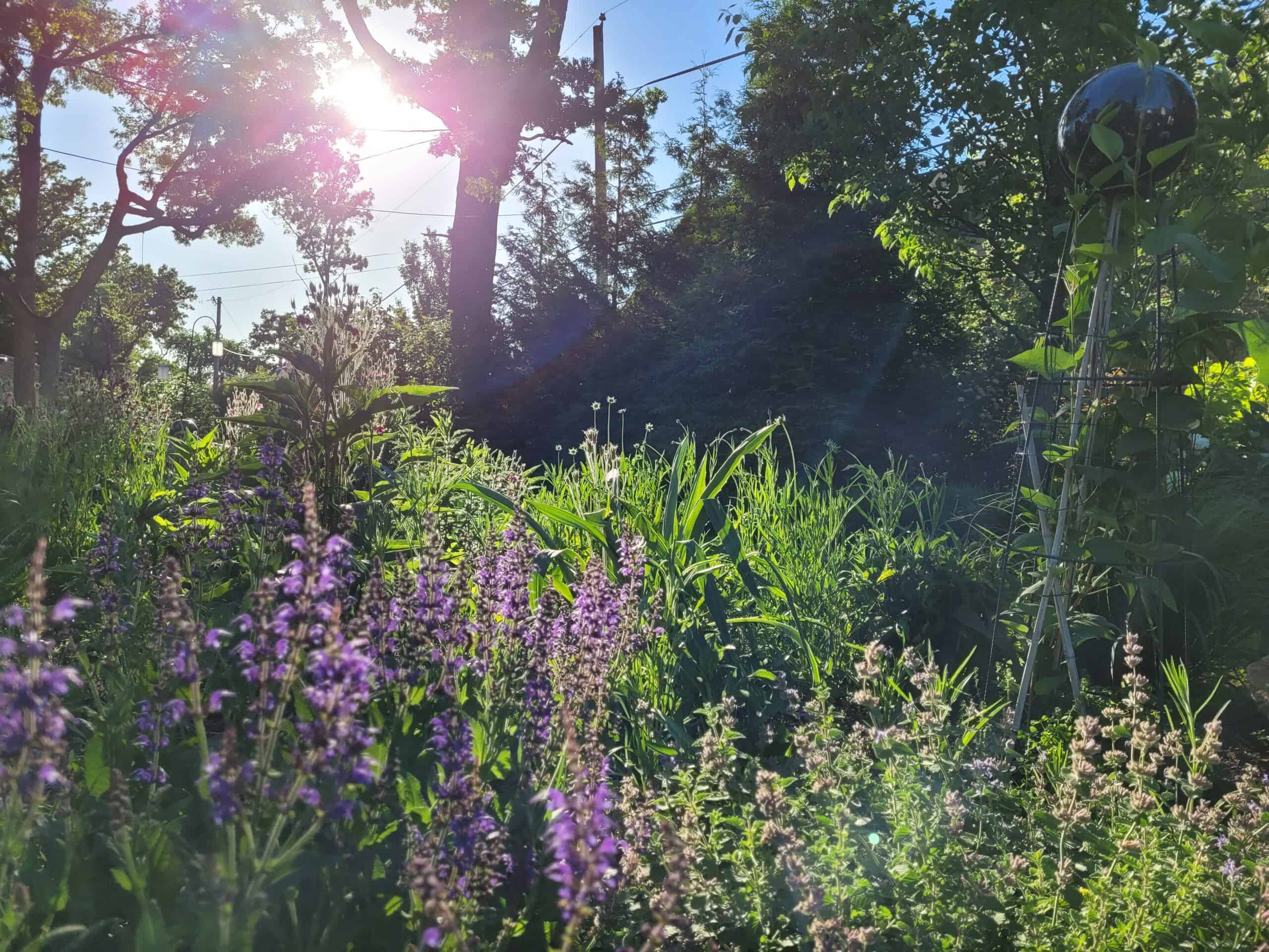 Sunlight streams through trees onto a lush garden with purple flowers and tall green plants, creating a vibrant, serene scene with lens flare effects.